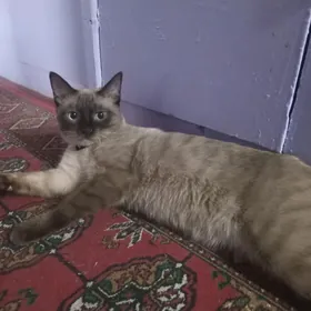 пропал сиамский кот
