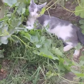 Котята  пишик