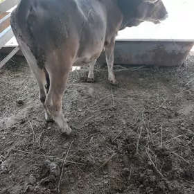 TÜWE