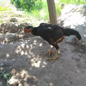 Dik täç