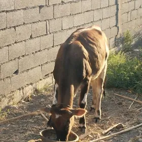 Tuwe sygyr