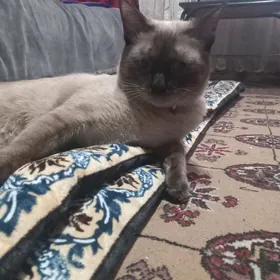 пропал сиамский кот