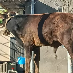 ökuz