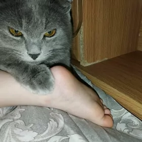 пропал кот