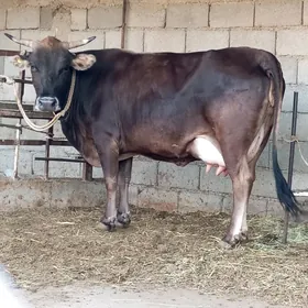 ŞWES GÖLELİ SYGYR
