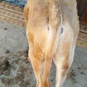 öküz