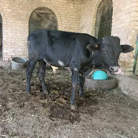 okuzce