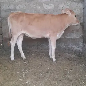Tüwe