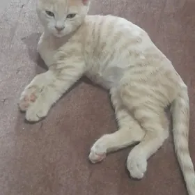 котики