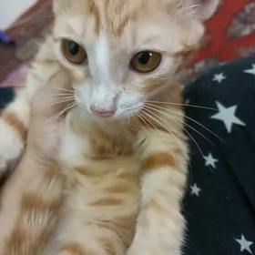 Котëнок Pisik