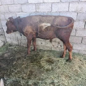 őkűz tűwe