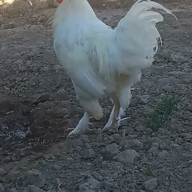 Horaz
