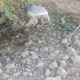 Sizarka