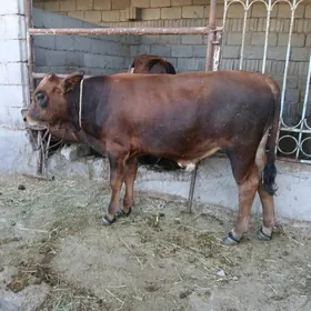 okuzler