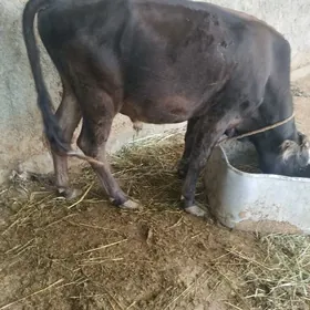 öküzçe