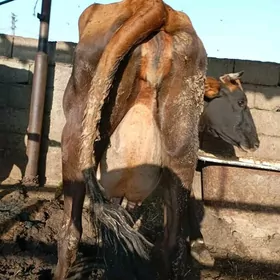 sagylyan sygyr