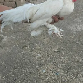 karlik