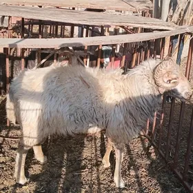 Goç geci