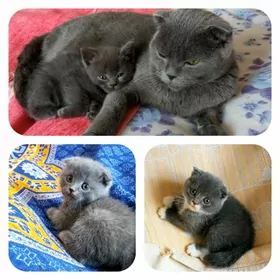 Котята