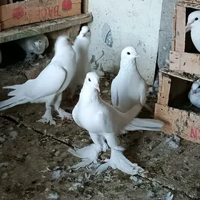 kepderi