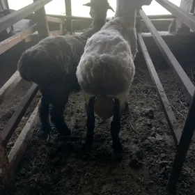 2 SANY GOÇ