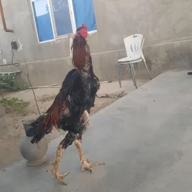 taşkent horaz