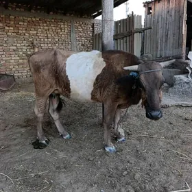 göleli sygyr