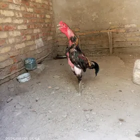 Horaz
