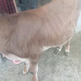 öküz