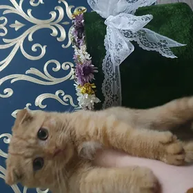 Шотландские фолды-килт скоттиш