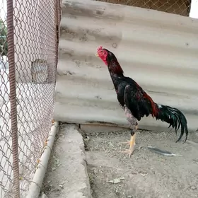 Horaz