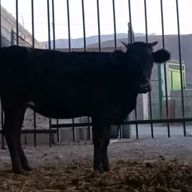 tüwe