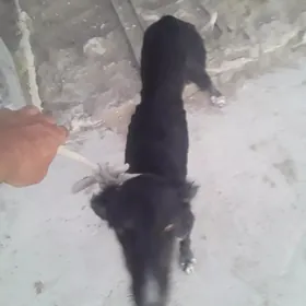 Tazi