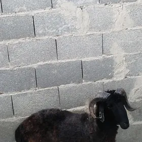 gara kol