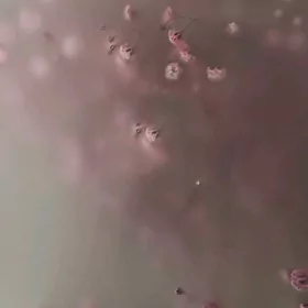 nyanka gerek gyzlar!