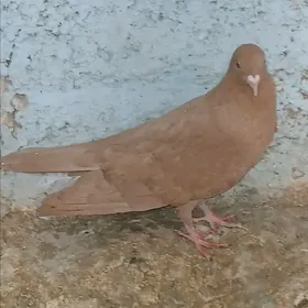 kepderi
