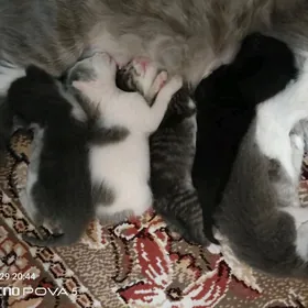 шотландский котенок