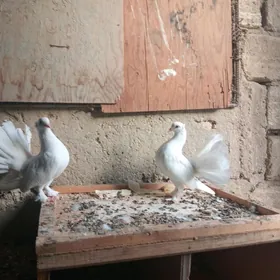 Pawlin kepderi