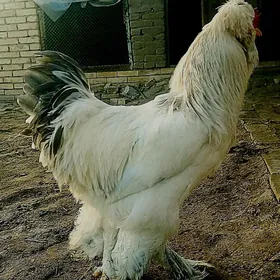 troýka