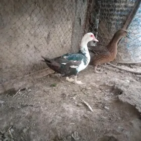 Ordek