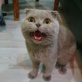 Котики красивые