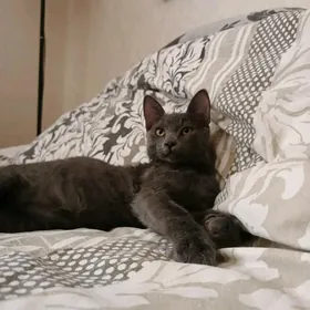 кот