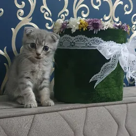 Шотландские котята