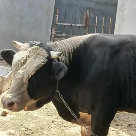 öküz