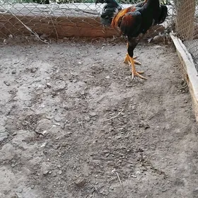 Horaz