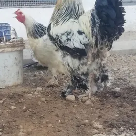 Brama