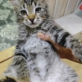 котёнок