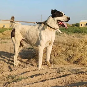 ALABAY KOPEK