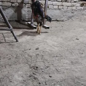 baysow
