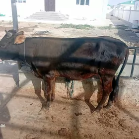 öküz